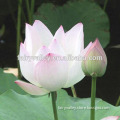 White Snow lotus seed Water Lily Flower Seeds For Growing